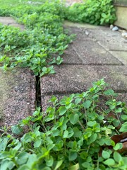 green plant in the garden