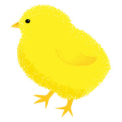 Vector illustration of cute chick on white background