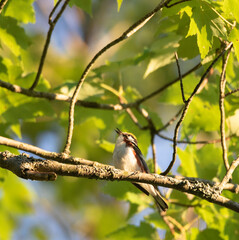A Chestnut -breasted Warbler surrounded by green leaves