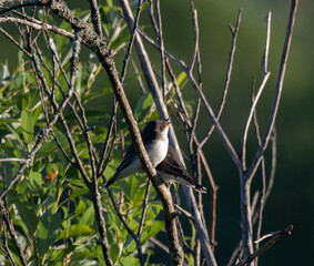 Two Eastern Kingbirds huddled on a branch