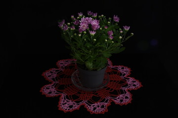 Flowers in pot
