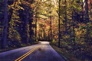 Obraz premium Road in the autumn forest