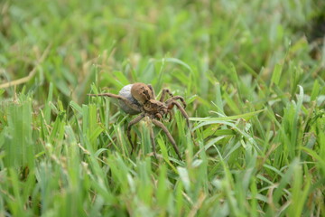 Araña Lobo