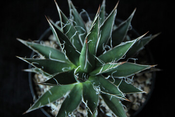 Agave Filifera. Agave filifera compacta close-up image.Plant natural background.Dwarf Threaded...