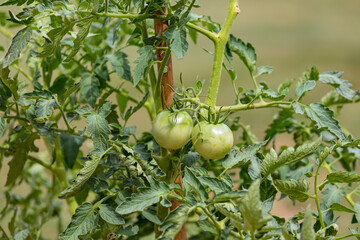 Obraz premium Closeup of unripe green tomatoes growing on tomato plant. Concept of fresh, organic farm to table produce, gardening and farmers market