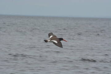Aves