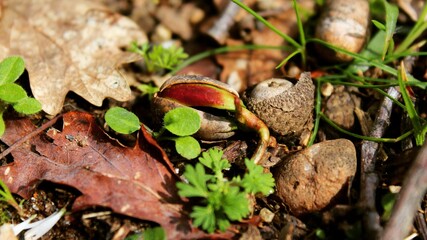 Crianza de roble