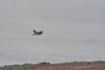 Aves