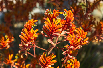 Kangaroo paw orange flowers in the garden. 