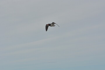 Aves
