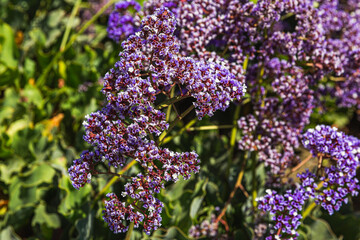 lilac flowers in the garden. lavender flower background. 