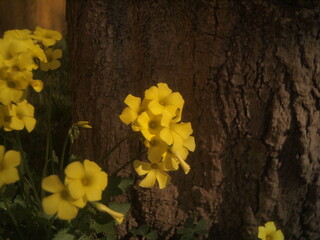 Flores amarillas de calle