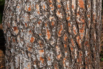 Tree bark texture. Orange and brown wood texture. Sun lit wood background