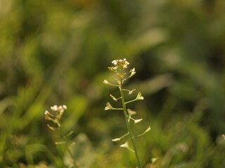 Pasto y maleza del campo