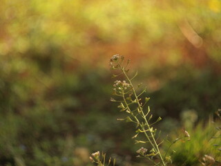 Pasto y maleza del campo