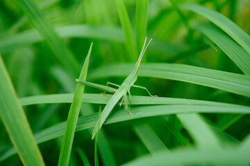 ショウリョウバッタ