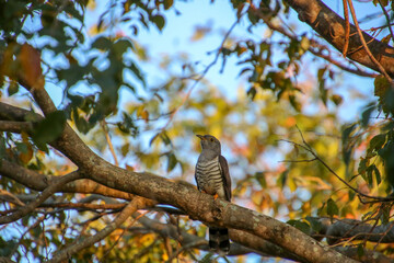 Common Cuckoo in a tree in Sri Lanka