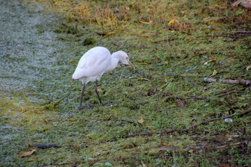 White Egret in Sri Lanka