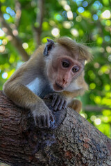 Old World Toque Macaque monkey in Sri Lanka