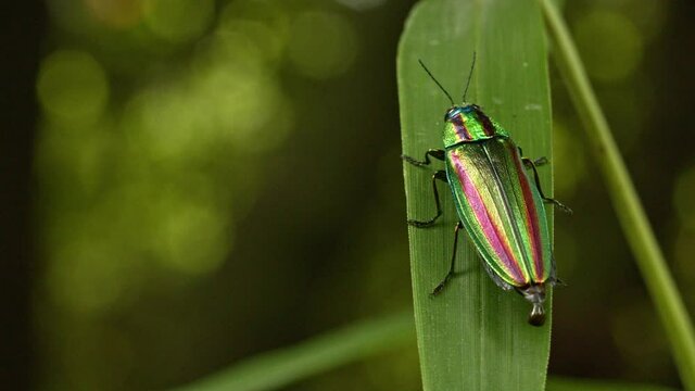 Japanese jewel beetle resting on a leaf. 