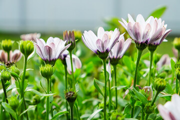 Obraz premium cute white-lilac flowers on a natural green background in the sunlight