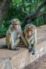 Two macaque monkeys in Sri Lanka