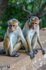 Two macaque monkeys in Sri Lanka