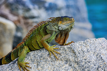 Green Iguana, also known as Common or American iguana, on nature background.