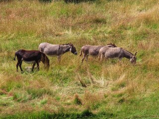 Fototapeta premium Donkeys in dry pasture