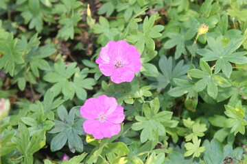 pink hydrangea flowers