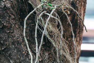 Close up natural orchid roots in the active phase of growth.Orchid roots grow on large trees in public park.