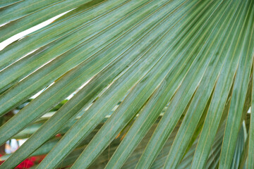 Leaf detail of bismarckia palm (Bismarckia nobilis) decorative palm species native to Madagascar.