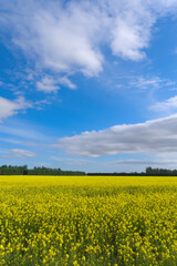 Obraz premium Rustic yellow rapeseed field under blue sky and white clouds, vertical