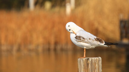 Closeup of white seagull combing feathers on wooden stake, blur background