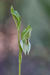 Close-up of Tall Greenhood Orchid (Pterostylis longifolia) - native to Australia - approx 10mm dia