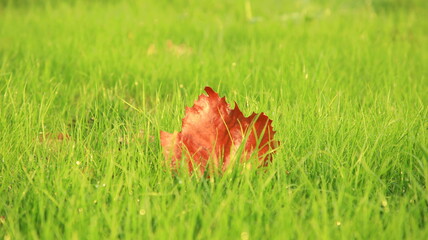 Closeup of a red maple leaf in green grass in autumn, selective focus, foliage