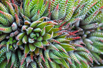 Acercamiento planta cebra jardin