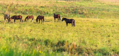 Equine farm and production field in southern Brazil