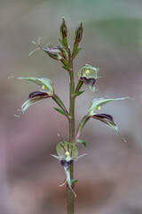 Fototapeta na wymiar Pixie Caps Orchid (Acianthus fornicatus) - native to east coast of Australia - flowers are only approx 10mm long