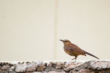 Portrait of Brown Rock Chat aka Indian Chat (Oenanthe fusca) perching on a wall