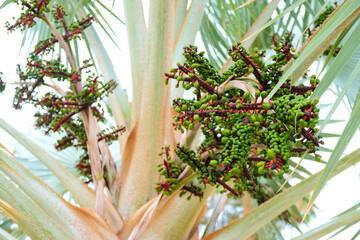 Green fruit (dates) of bismarckia palm (Bismarckia nobilis) decorative palm species native to Madagascar.
