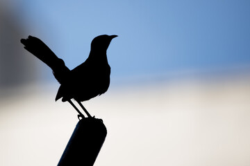 Silhouette of Indian Robin (Copsychus fulicatus) perching on a pole
