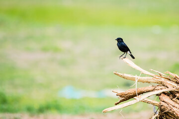 Black Pied Bushchat (Saxicola caprata) perched on a wooden stump with green grassy background