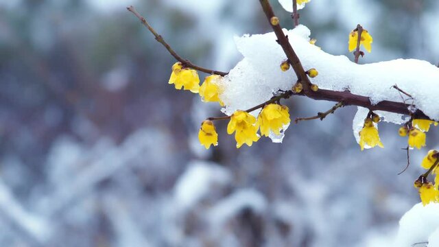 Chimonanthus praecox covered by snow and ice, Japanese allspice in winter, closeup of wintersweet