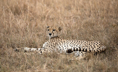 A Cheetah (Acinonyx jubatus) resting in the late afternoon - Tanzania	.