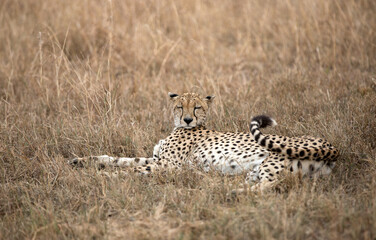 A Cheetah (Acinonyx jubatus) sleeping in the late afternoon - Tanzania	.