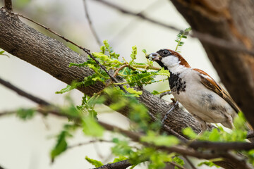 House Sparrow (Passer domesticus) perching on a tree branch with food in its mouth