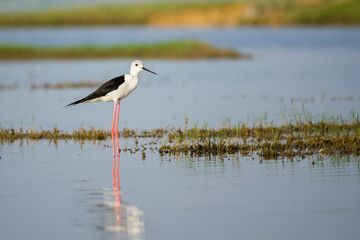 Black winged stilt (Himantopus himantopus) strolling around a lake
