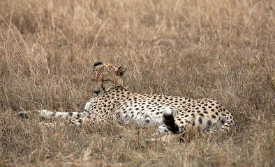 A Cheetah (Acinonyx jubatus) resting in the late afternoon - Tanzania	.