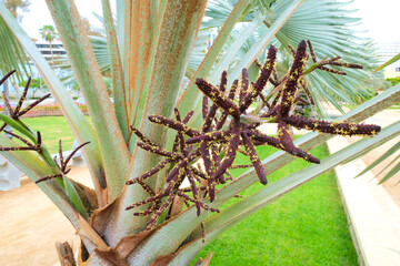 Stalk and flowers of bismarckia palm (Bismarckia nobilis) in a botanical garden.